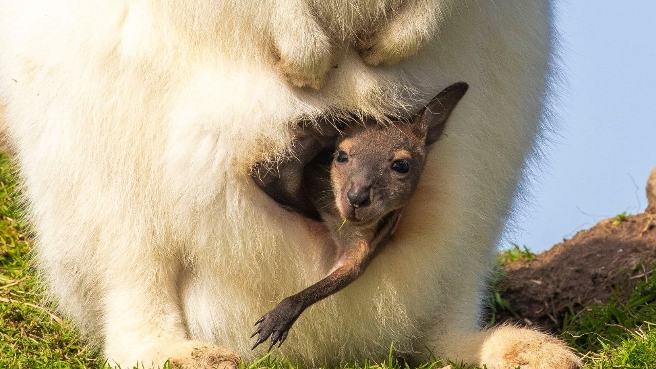 Wallaby Joey taucht nach sieben Monaten aus dem Beutel der Albino-Mutter auf