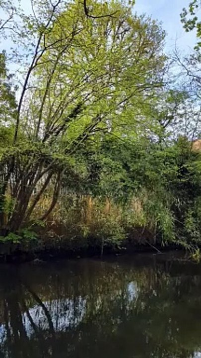 Bird found hanging from tree by fishing hook in Woking rescued by RSPCA