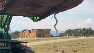 Slippery intruder: snake's surprise farm visit