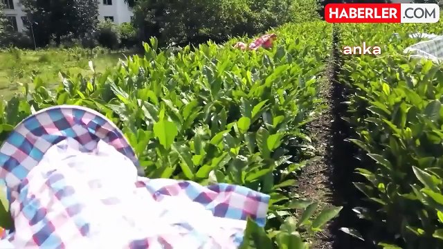 Rizeli Çay Üreticileri Yaş Çay Fiyatının 20 Liradan Az Olmamasını İstiyor