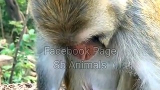 Funny Monkey Shorts, Animals Short Video,Viral Video #Animalsvideo#Wildanimals#Monkeyvideo