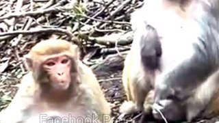 Shorts Monkey  , Monkey Video, Animal's Video #Wildanimals#Animalsvideo#Viralvideo