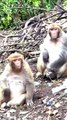 Shorts Monkey  , Monkey Video, Animal's Video #Wildanimals#Animalsvideo#Viralvideo