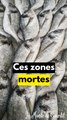 Ces zones se multiplient !