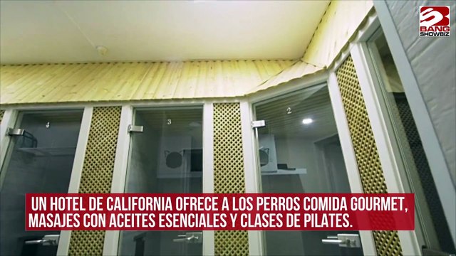 Hotel para mascotas ofrece a los perros comida gourmet, masajes y clases de pilates