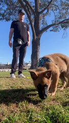 Intro to outdoor engagement and building foundation for leash manners