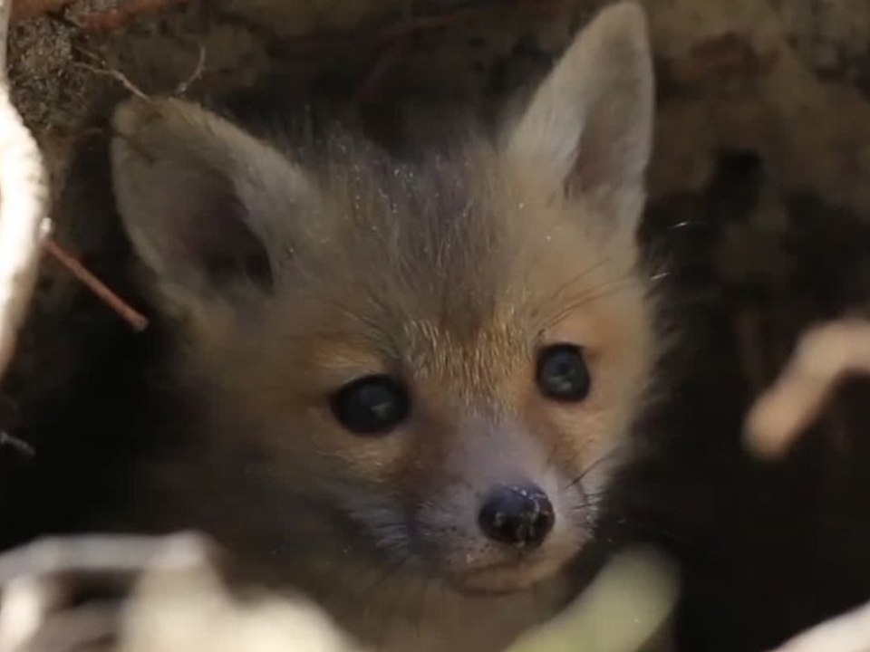 Polizei auf Tuchfühlung: Einbrecher entpuppt sich als Fellknäuel