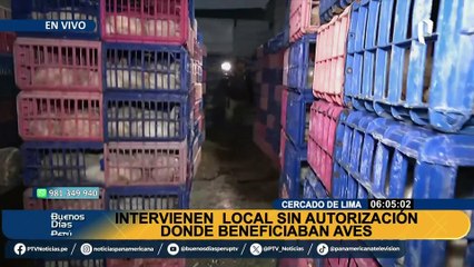 Sacrificaban aves en condiciones insalubres: incautan 50 mil pollos tras clausurar avícolas informales
