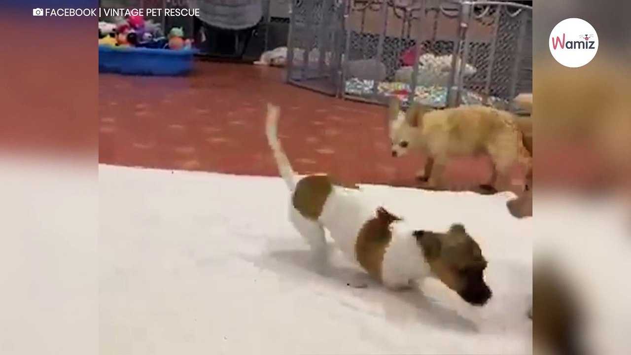 Hunde nähern sich einem Welpen mit nur zwei Beinen: Dann passiert ein Wunder!