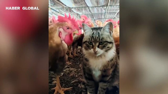 Kendisine dokunan tavuğu bin pişman eden kedi izlenme rekoru kırdı