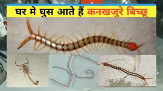 Scolopendra morsitans | kambalkida | #kankhjura | कनखजुरा | hairyscaryinsects