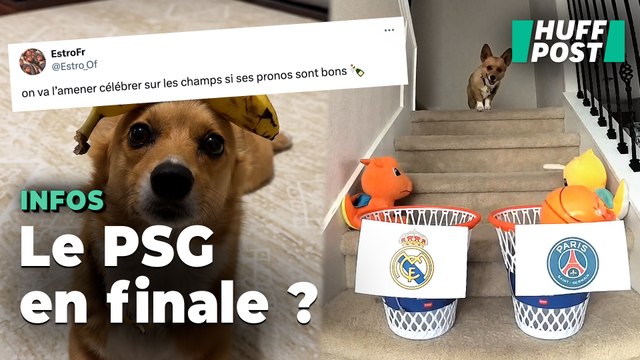 Ligue des champions : Pourquoi ce chien est la coqueluche des supporters du PSG