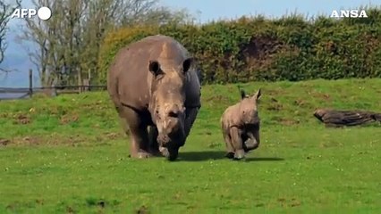 Un cucciolo di rinoceronte bianco a Londra