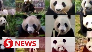 Inside vibrant world of returned giant pandas