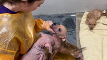 60 live animals rescued from filthy home