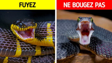 Comment Survivre à Une Rencontre Avec un Serpent en Pleine Nature