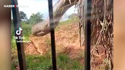 İnşaat ustasının kepçesine takılan devasa anakonda yakalanmayı kabullenemedi