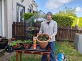 Transplanting tomato seedlings: Gardening With Brendan Week 5