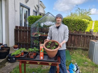 Transplanting tomato seedlings: Gardening With Brendan Week 5