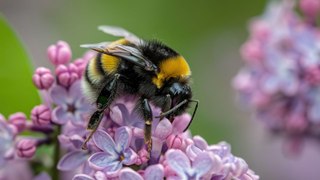 Bees can survive for a week underwater