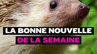 La bonne nouvelle de la semaine