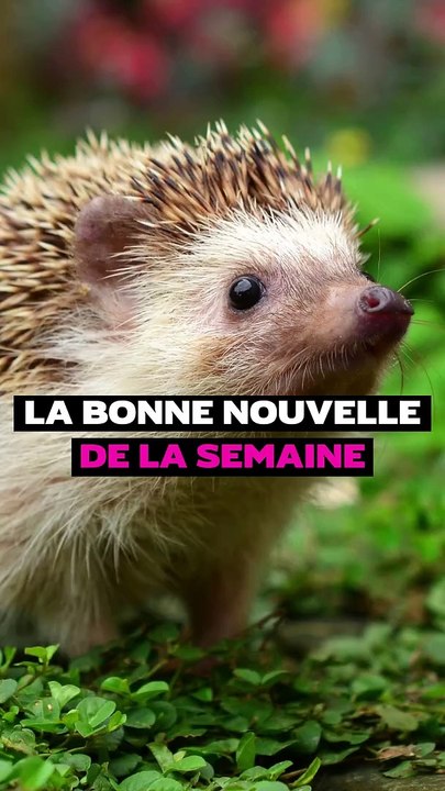 La bonne nouvelle de la semaine