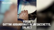 Video: gattini abbandonati in un sacchetto, salvati
