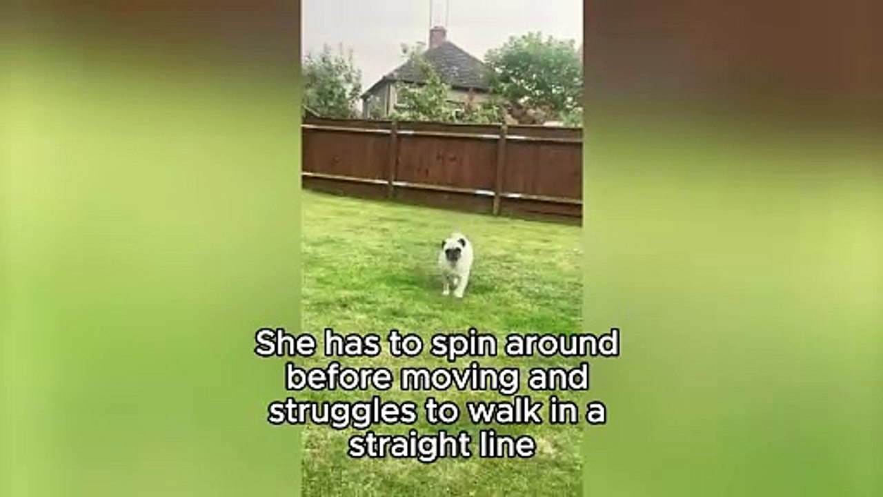 Weekly video: Penny the pug has an extremely ra...