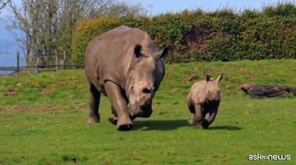 Download Video: Splendido baby-rinoceronte nato nello zoo Whipsnade, a nord di Londra