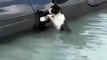 Gato se agarra a carro para sobreviver a tempestade em Dubai