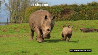 Baby rhino frolics in the sun at UK zoo