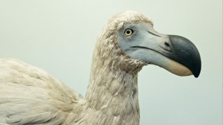 ‘Jurassic Park’-style scientists working on resurrecting extinct species including the dodo