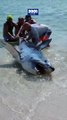 ¡Increíble! Vea cómo bañistas ayudan a un tiburón en una playa en Florida