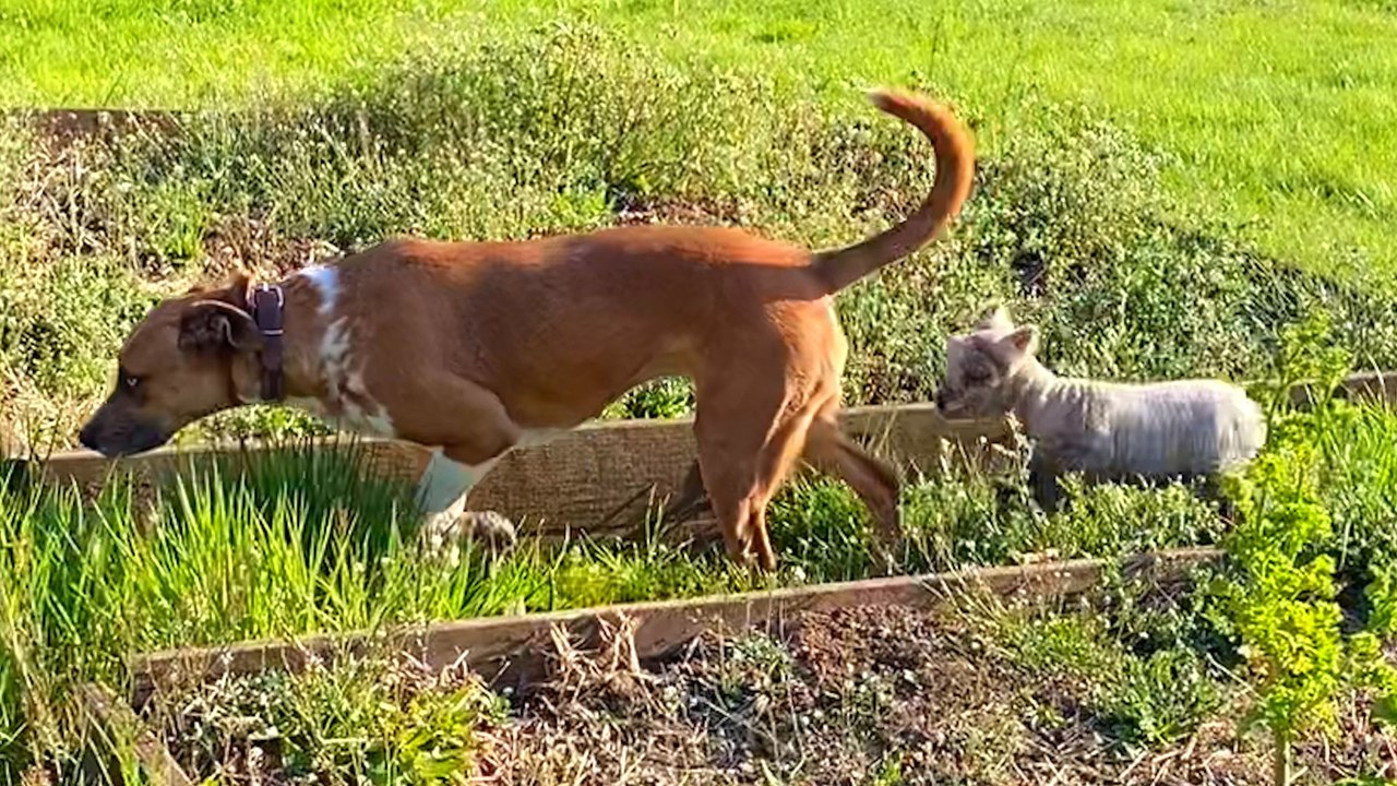 Tiny Lamb Imprints On Alpha Dog