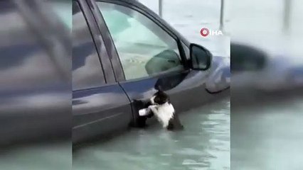 Selde mahsur kalan kedi, bakın nasıl yardım bekledi