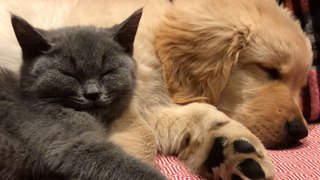 Cat And Dog Have Been Inseparable Since Day One