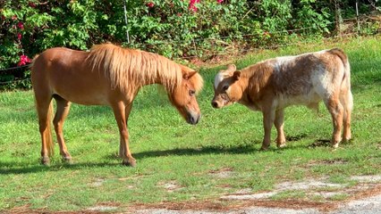Heartwarming Friendship: Baby Cow Finds a True Friend 🐄