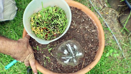 Como hacer Compost en Botellas de Plástico dentro de casa - Resultado en 30 dias - Compostera casera
