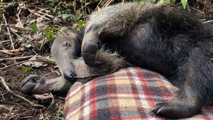 Baby Anteater Would Much Rather Nap Than Forage For Ants