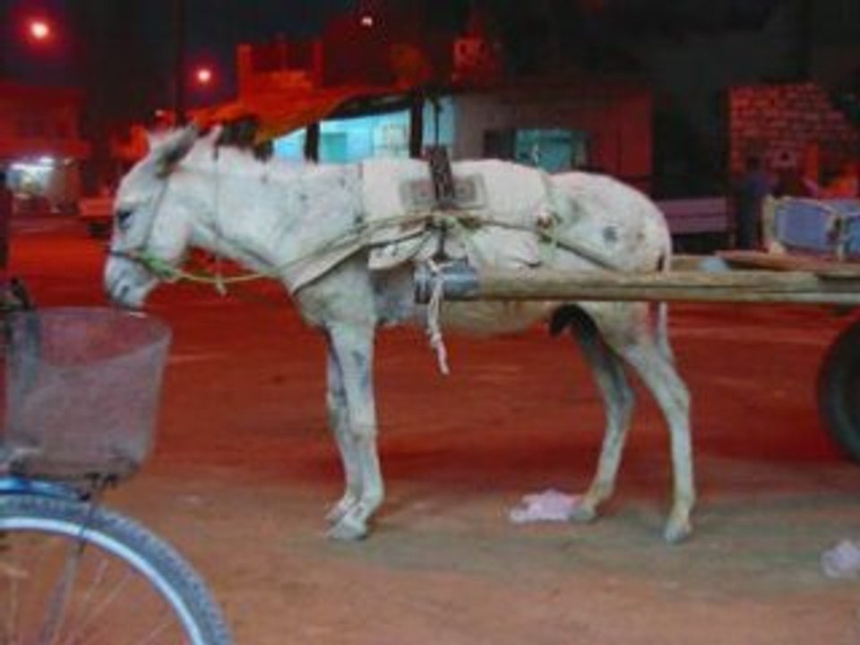 BERBERE/AMAZIGH LES SIWAS D'EGYPTE