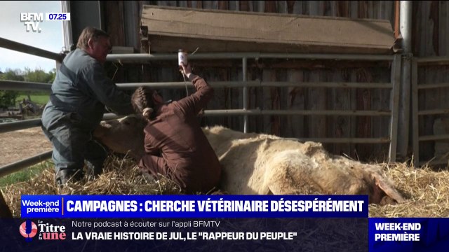 Quand la recherche d'un vétérinaire tourne au casse-tête… Les animaux ont aussi du mal à être pris en charge dans les zones rurales