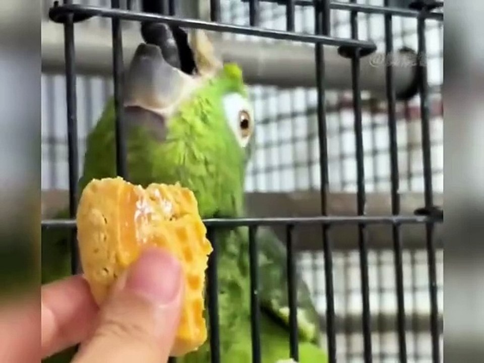 funny video part 5