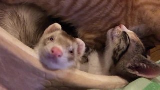 Ferret Falls Asleep While Cuddling With Cats