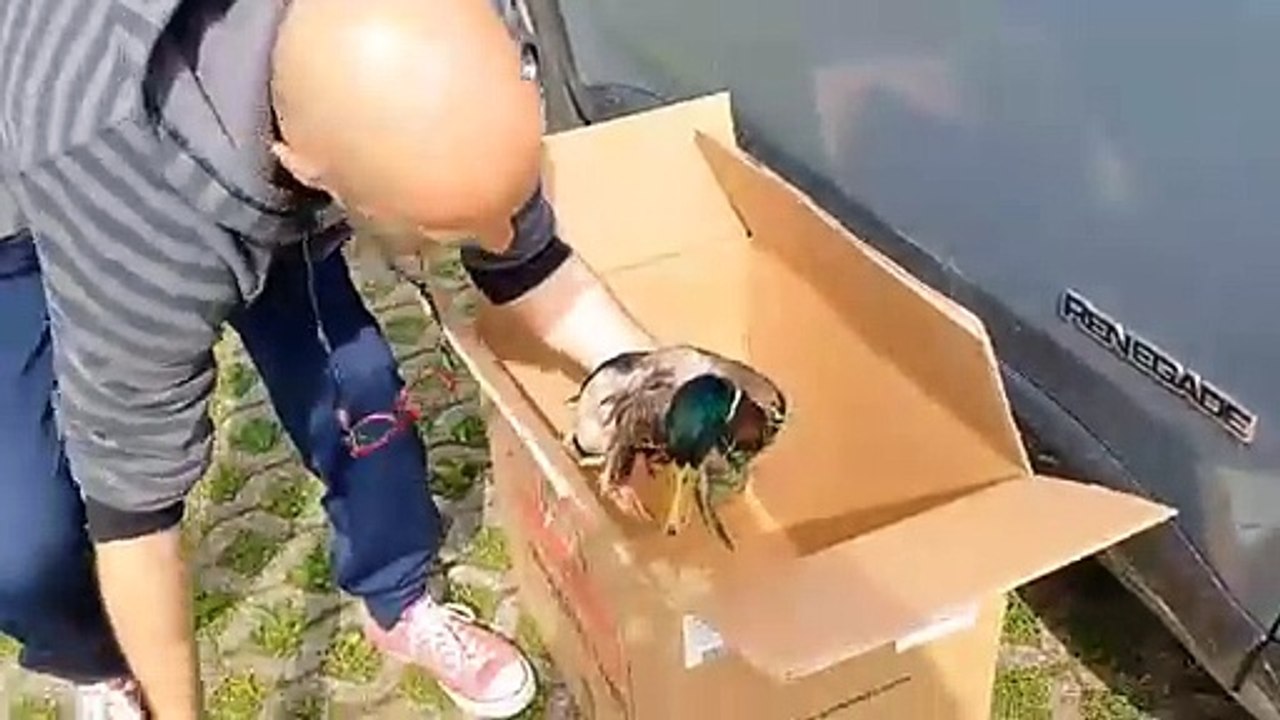 Germano reale intrappolato dalle reti nel Garda