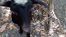 ANG KAMBING !