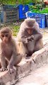 Funny  Animal's Video, Animal's Video, Wildlife Animals #Animals#Monkedyvideo