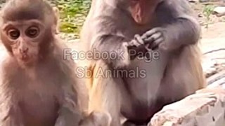 Funny  Animal's Video, Animal's Video, Wildlife Animals #Animals#Monkedyvideo