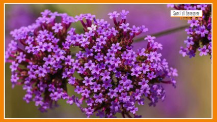 Sorsi di benessere - Ecco la tisana fredda che depura l'organismo