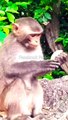 Monkey Shorts Video , Animals Reels , Funny Animal's #Animalsvideo#Monkeyvideo