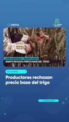 Productores rechazan precio base del trigo